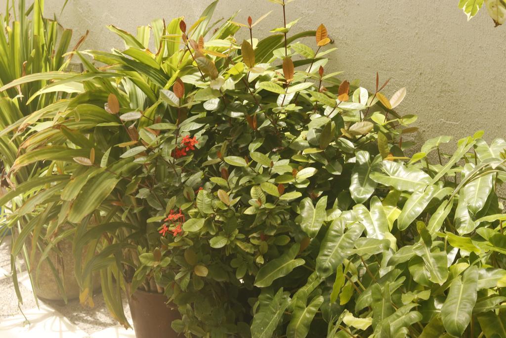 San Andrés Posada Gladys Place מראה חיצוני תמונה